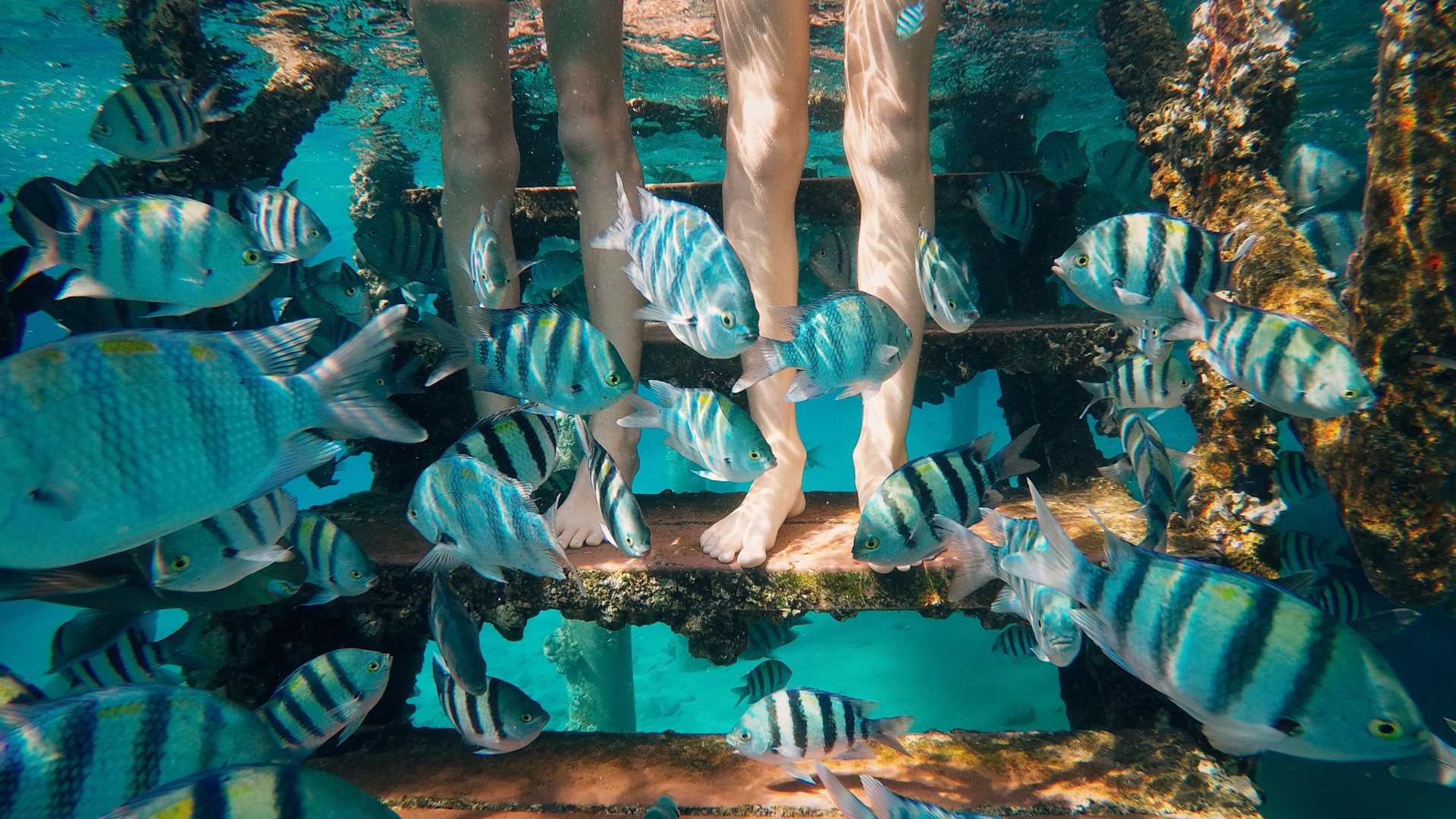 Abejingų nepaliekanti atostogų kryptis: čia atrasite gražiausius pasaulyje koralinius rifus