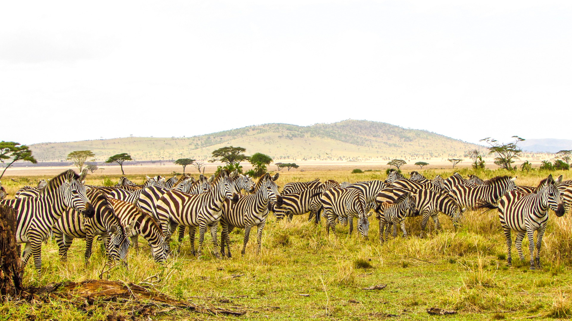 Serengečio nacionalinis parkas