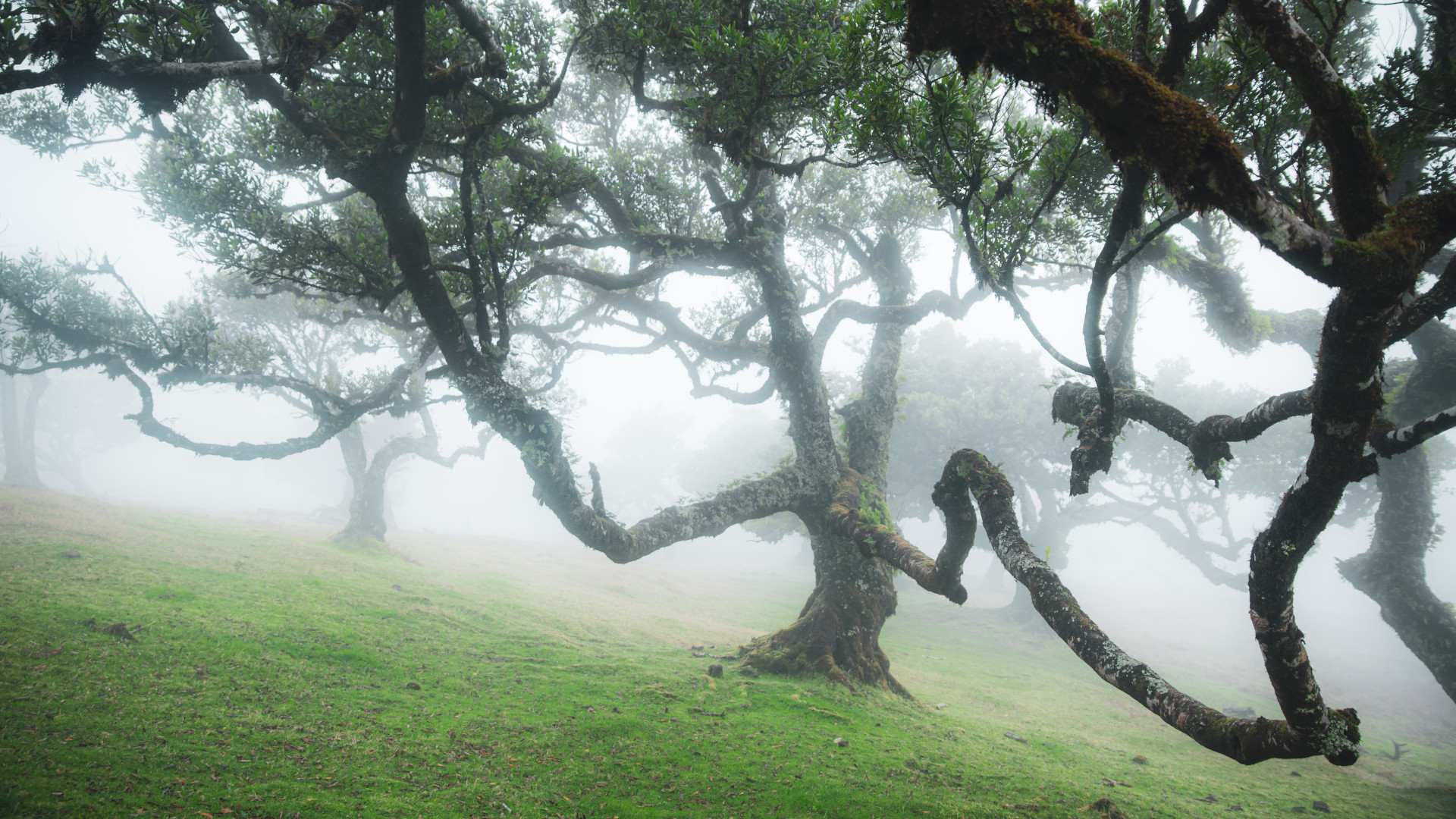 Mistiškasis Fanal miškas Madeiroje
