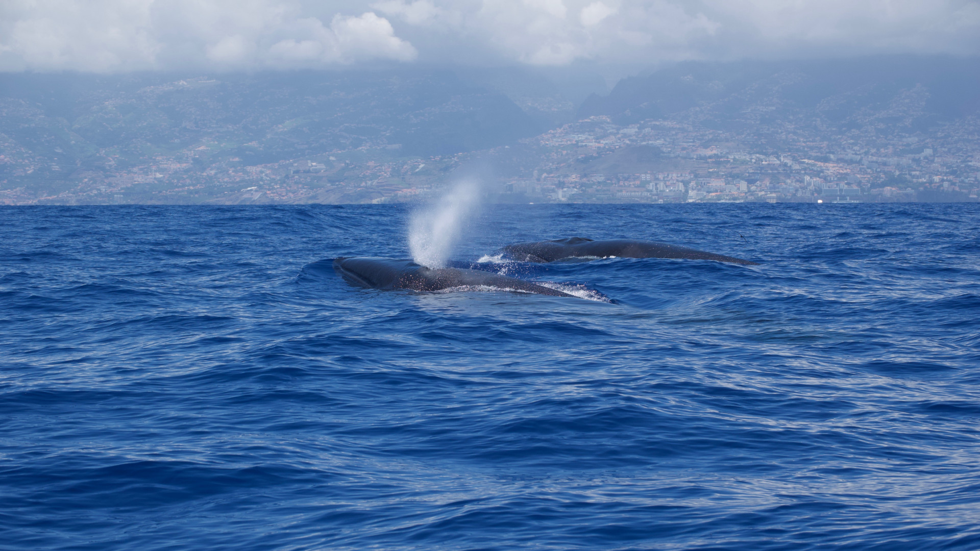 Banginiai - dažnas svečias prie Madeiros krantų