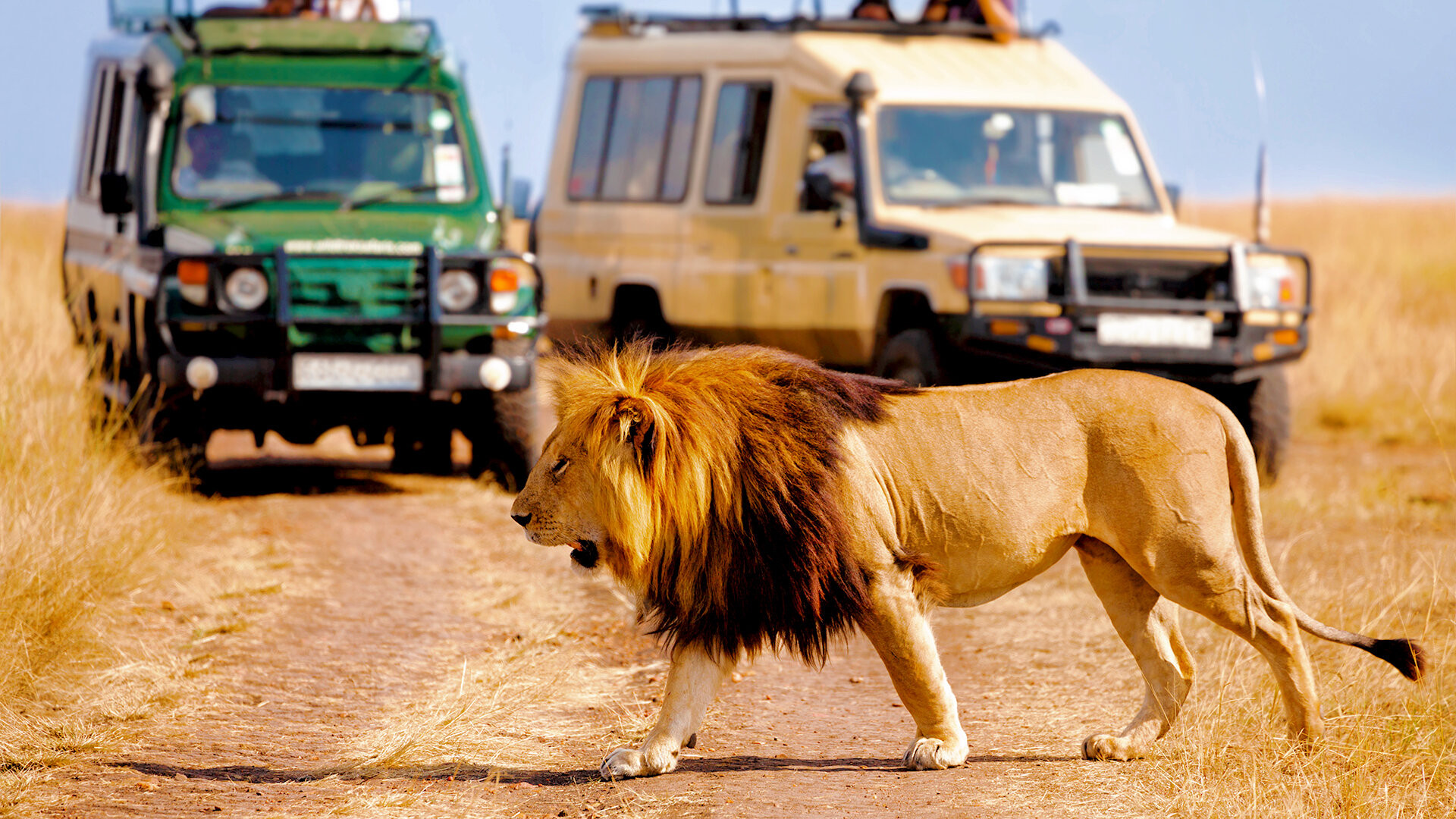 Safaris – populiari pramoga Kenijoje
