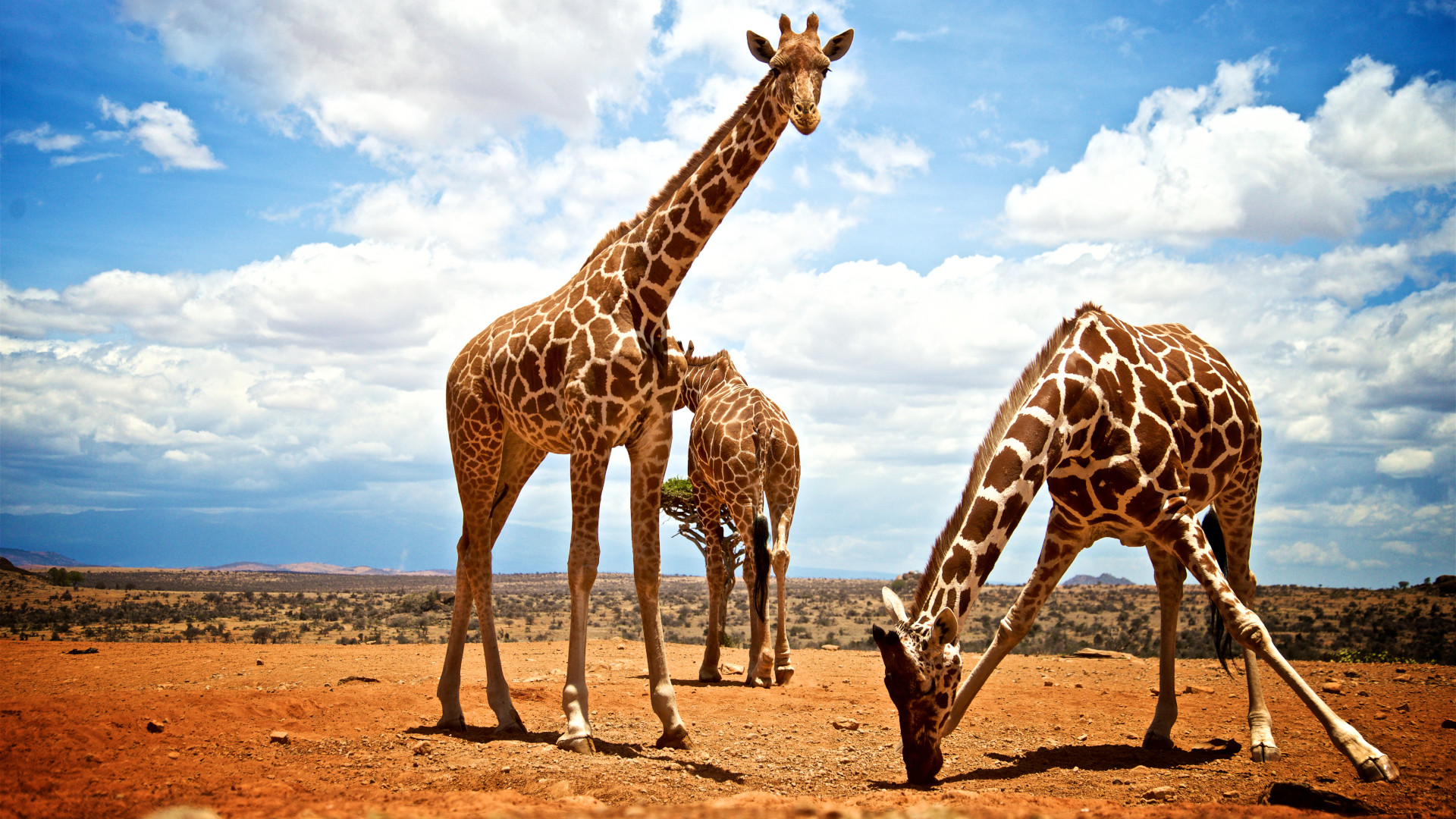 Safarių metu iš arti susipažinsite su vietiniais gyvūnais