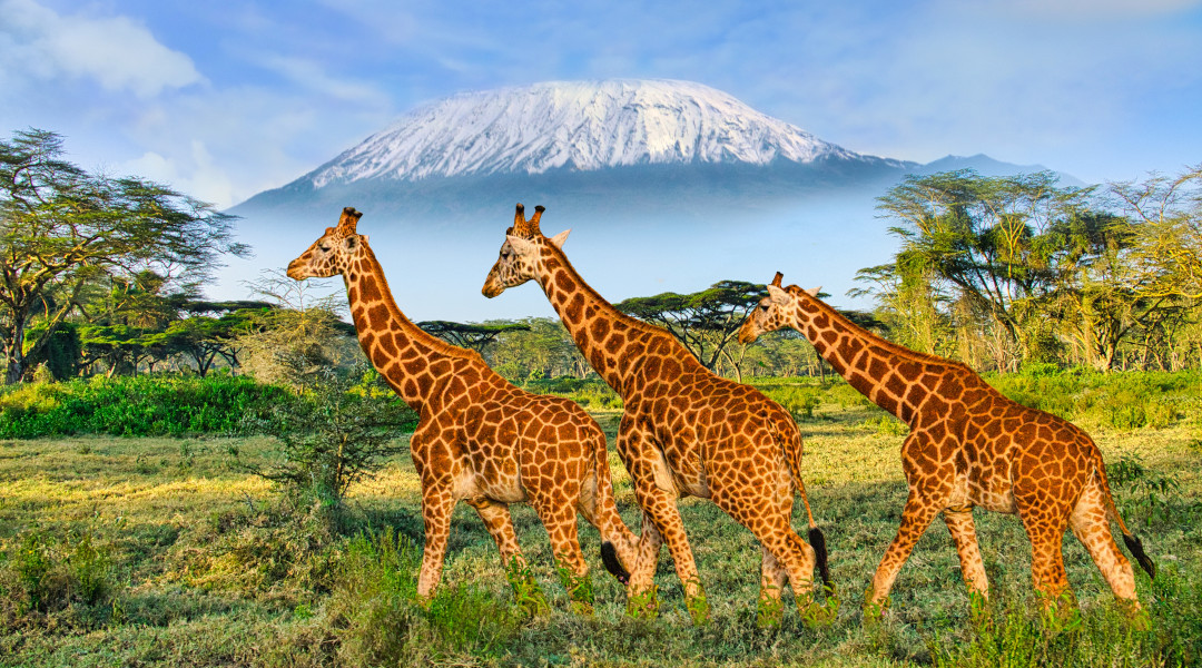 Video: Neapsakomo grožio kraštas, Safari gimtinė: Kenija
