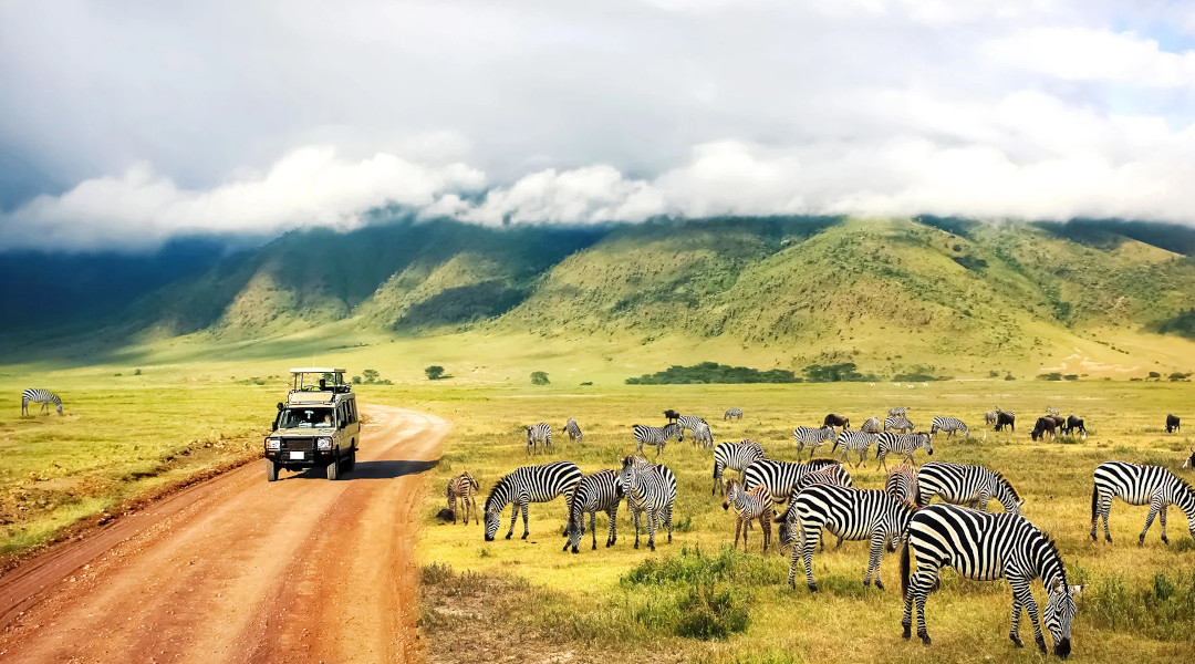 Safaris rojuje